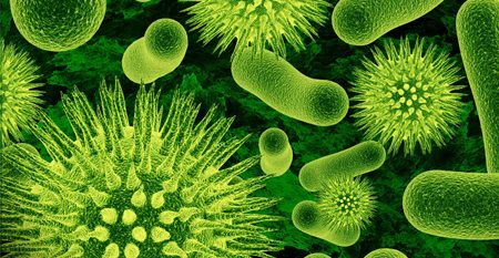 microorganismos